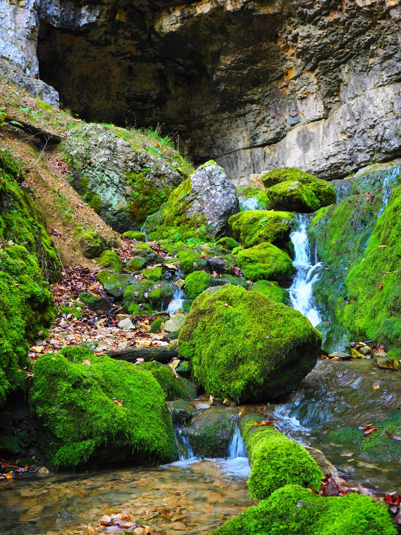 4K, plant, growth, cascading, laubmoos, fern-like strong nerve moss, rock, non-urban scene, daytime, day, forest, cratoneuron filicinum, scenics - nature