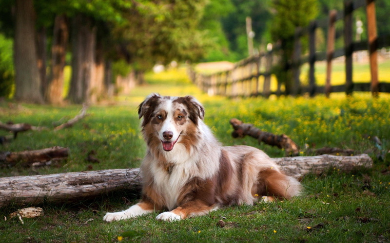 1080P, animales, perro, bergen, australiano