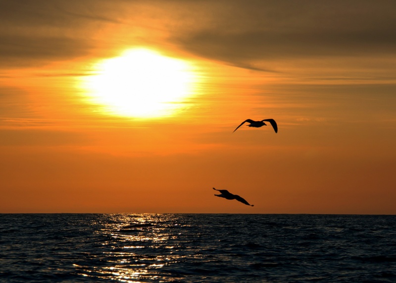 horizon, two, sky, birds, vertebrate, beauty in nature, animal, scenics - nature, 2K, nature, gulls, animal themes, seagull, bergen, ocean, sun, norway