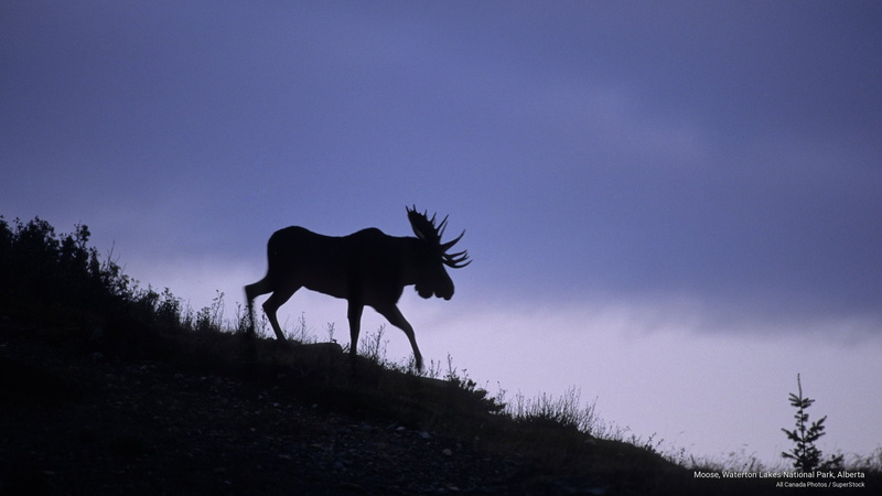 2K, lakes, Animals, moose, park, waterton, alberta, national