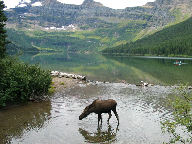 tree, national, public domain, green Color, waterton lakes, wildlife, cameron, national park, one animal, river, mountain, no people, landscapes, nature