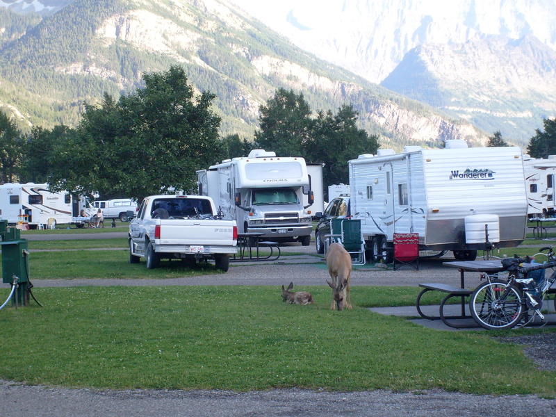 outdoors, vertebrate, one animal, pets, road, lakes, public domain, Campground, domestic animals, animal, trailers, city, horse, day, tree, waterton, Town