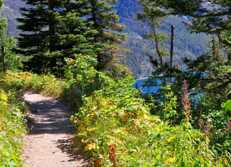 scenics - nature, tree, plant, no people, 4K, trail, environment, the way forward, footpath, green color, day, tranquil scene, Path overlooking Bertha Lake in Waterton Lakes National Park