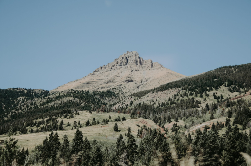 view, coniferous tree, land, daytime, forest, beautiful, gray, scenics - nature, beauty in nature, mountain peak, environment, plant, no people, pine tree