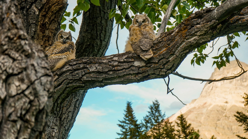trunks, day, low angle view, bird, albertum, wildlife, vertebrate, brown, top, animal, tree, animal themes, no people, plant, feathers, owl, branch, mountain
