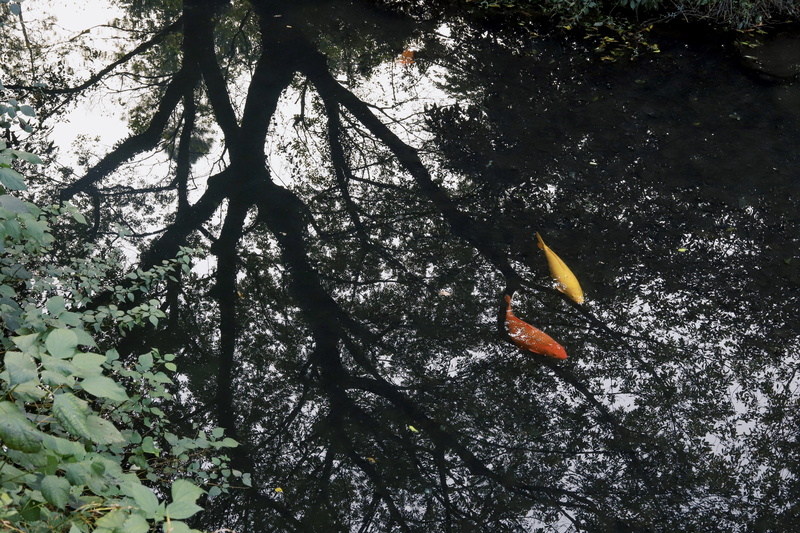 coho, 5K, leisure activities, carp, nature, light, tranquility, no people, tree trunk, animal, outdoors, tree, beauty in nature, trunk, orange, flying