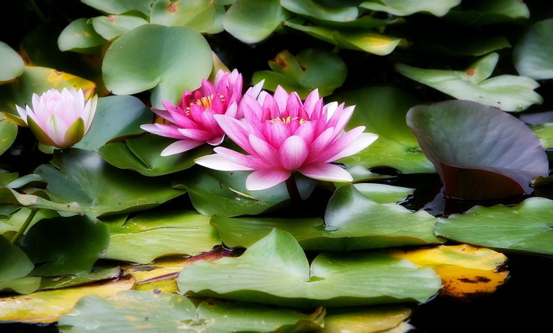 leaves, growth, flower head, lotus, bouquet, plant, flowering plant, leaf, beauty in nature, pink color, pond, outdoors, inflorescence, petal, herbs, water lilies