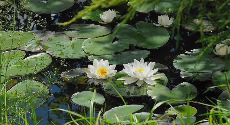 lotus Water Lily, lotus, green Color, blossom, floating on water, petal, leaf, pond, 1080P, purity, beauty In Nature, water, flowering plant, lake, surface