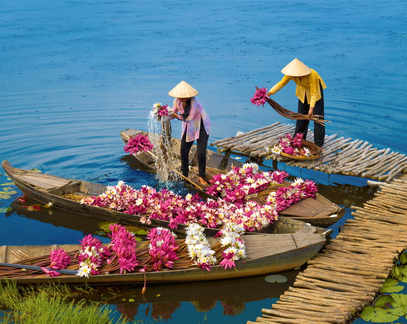 adult, flowering plant, Flowers, boats, lilies, Women, Harvest, day, People, Photography, traditional, Mekong, basket, beauty in nature, protection, clothing