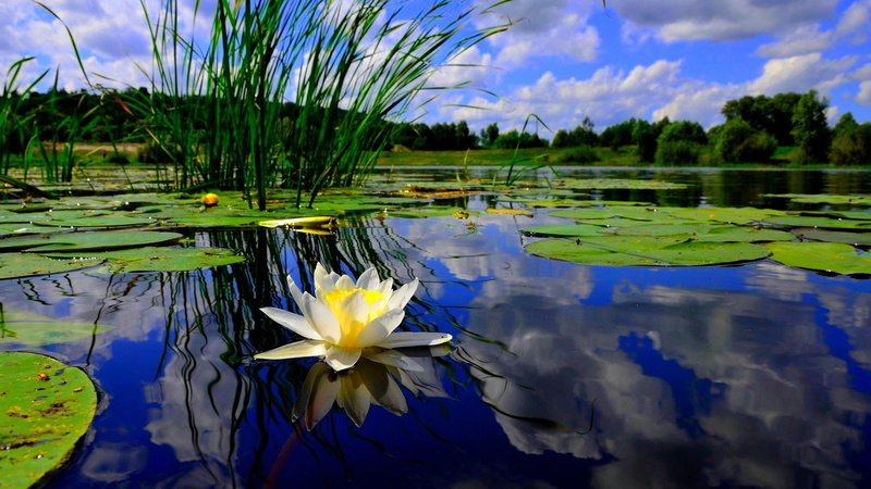 pads, nature and landscapes, nature, reflection, 1080P, pond, lily