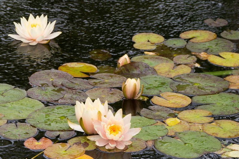 1080P, background, vulnerability, pond, freshness, lake, green, lilly pads, lotus water lily, oriental plant, wet, bloom, water lily, exotic, tranquil