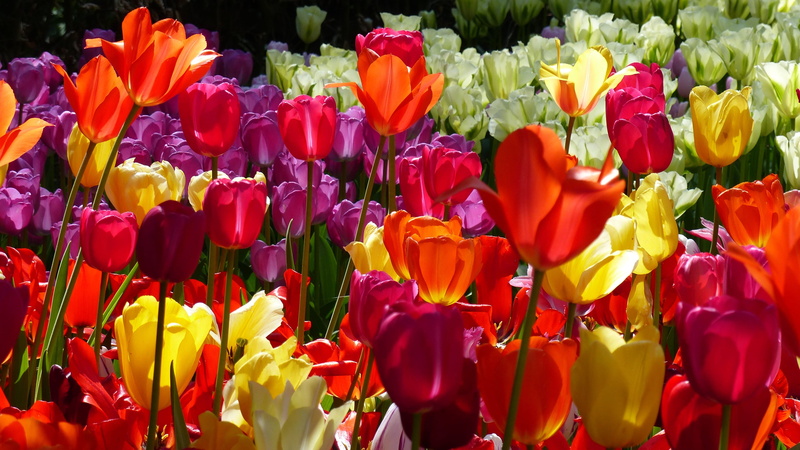 amsterdam, flowering plant, plant, floral park, botany, close-up, flower head, fragility, freshness, petaled, keukenhof, nature, tulip, digital, color