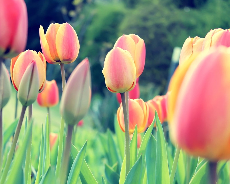 plant bulb, petaled, ornamental garden, tulips, inflorescence, fragility, Netherlands, yellow, freshness, clovers, flowerbed, plant stem, beauty in nature