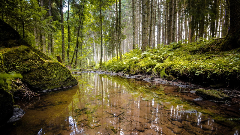 4K, green nature, pond, forest, green forest