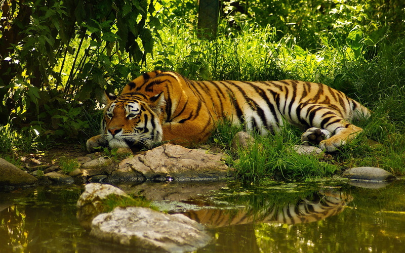 one animal, big cat, animal themes, reflection, cat, feline, animals in the wild, mammal, pond, tree, animal, jungle, plant, animal wildlife, lake, water