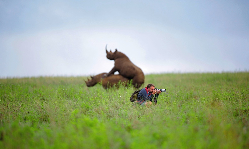 domestic animals, field, depth of field, plant, rhino, nature, one animal, telephoto lens, backpacks, green color, s, domestic, top, mammal, outdoors, black