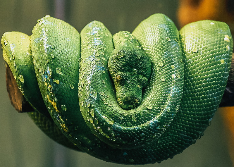 focus on foreground, animal head, poisonous, animal themes, one animal, telephoto, day, coil, green, animal wildlife, background, contrast, vertebrate