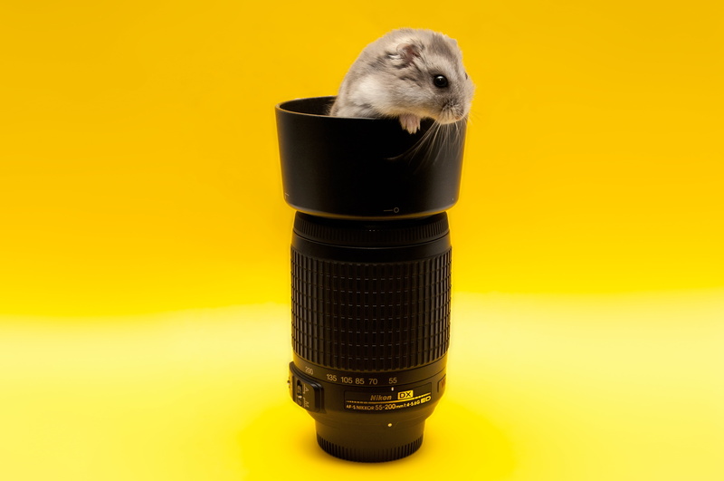 yellow, looking, animal head, black, rodent, fluffy, domestic Animals, isolated, cute, no People, technology, telephoto, close-up, hamster, whisker, young Animal