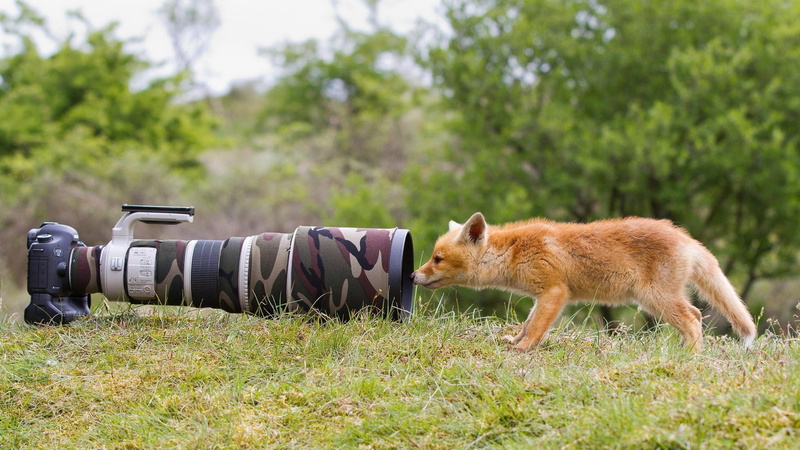 animal, outdoors, day, digital camera, camouflage, Lens, domestic animals, 1080P, tree, vertebrate, one animal, no people, animal wildlife, animal themes