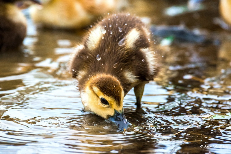 colors, Fine  Art  Photography, Dig in, Lake Mary, 长焦, mallard Duck, Curve, Explore, duckling, Flower, pond, Orlando, 美丽, Nikon  DSLR, Wildlife, Lenses