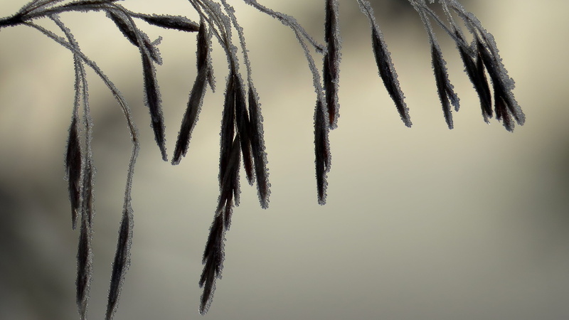 Favorite, Macro, Super, Beauty, Desktop, Canon Powershot  SX50 HS, Bridge Camera, backgrounds, Black and White, Grass, crisp, Frosted, Fog, Wheat  Grain