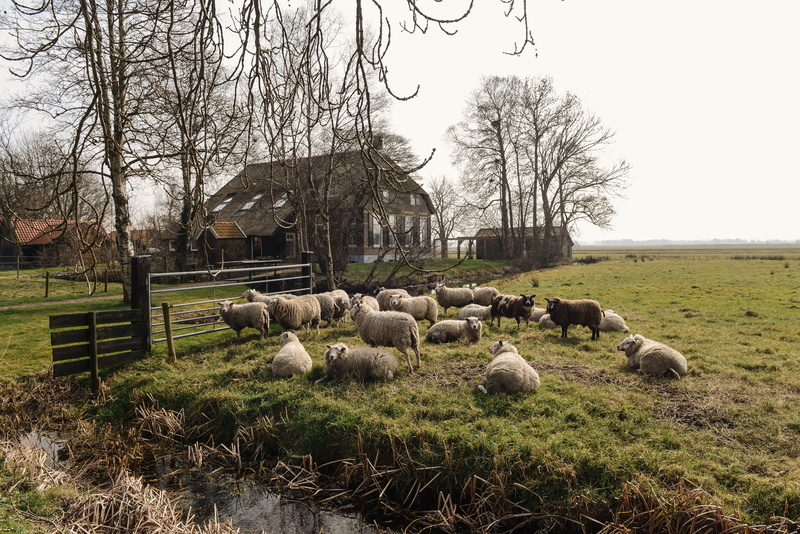 day, dutch, 5K, villages, large group of animals, nature, sheep, sky, mammal, architecture, herd, grass, flock of sheep, peaceful, tree, animal, bare tree