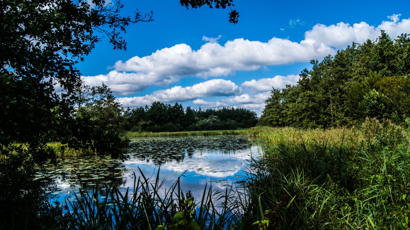landscape, lake, sky, no people, giethoorn, pine tree, beauty in nature, growth, cloud - sky, water, tree, forest, clouds, nature, green color, cloud, scenics - nature