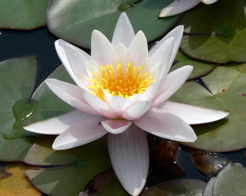 petal, 1080P, pond, plant, Water Flower, botany, flower, water, white lotus, lotus, Bodnant Garden, Garden  white, summer, lotus Water Lily, lake, water  flower