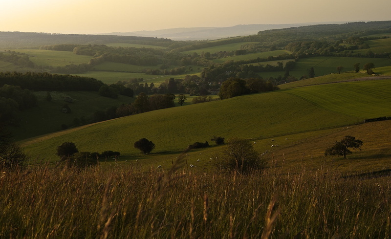 Hedge, 1080P, Europe, graze, crops, viewpoint, agriculture, United, Sunset, growth, Sheep, elevated, Hills, plant, charlton, Rural, beauty in nature, goodwood