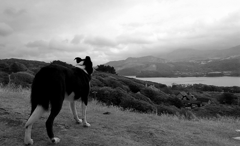 herbivorous, field, one animal, scenics - nature, landscape, dog, border, animal themes, animal, scene, countryside, hillside, mountain, beauty in nature