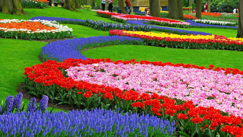nature, landscape, muscari, garden, flowers, 1080P, colorful