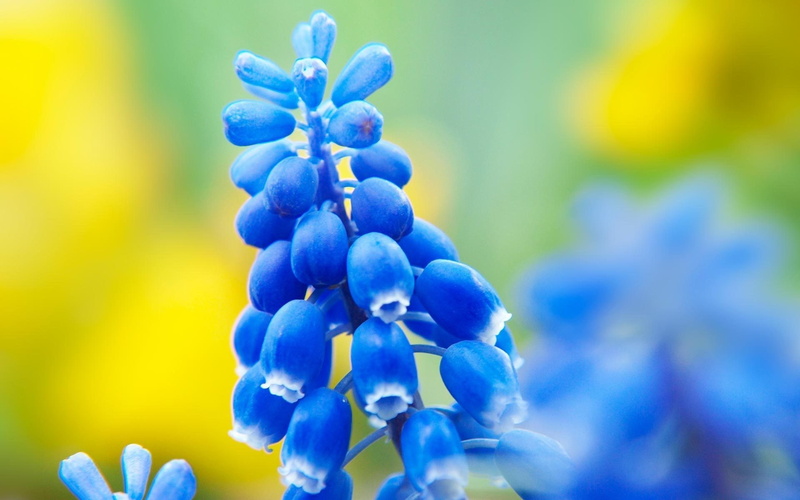 muscari, springtime, 4K, inflorescence, purple, flower head, flower, macro, fragility, freshness, close-up, day, bunch of flowers, soft focus, petal, no people