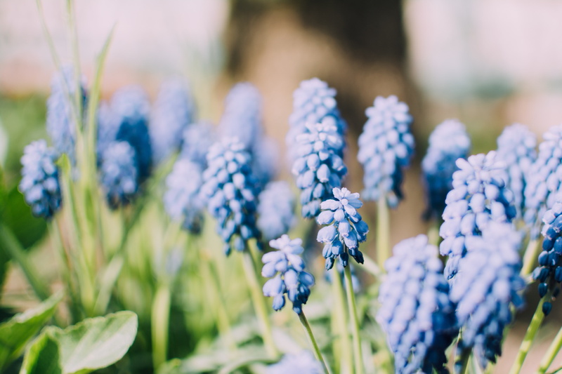 blue flowers, muscari, 4K, nature, plants