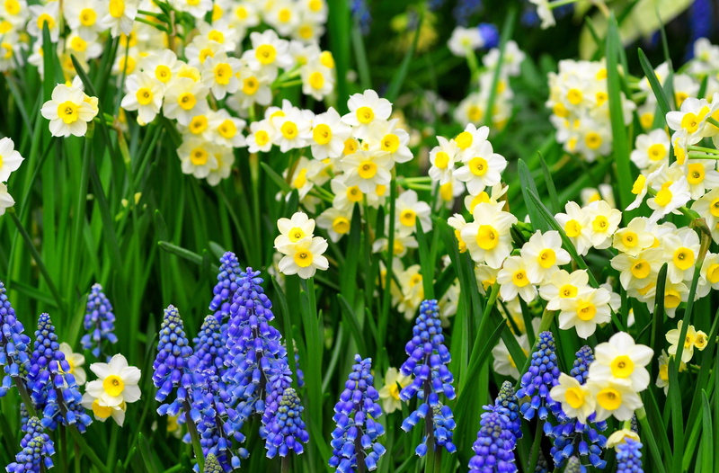 green Color, season, formal Garden, muscari, nature, green, field, 2K, grass, inflorescence, plant, growth, flowerbed, springtime, botany, leaf, daffodil
