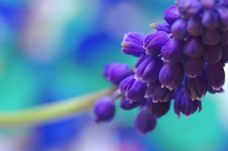 4k, flowers, 5k, Muscari, 4K, purple