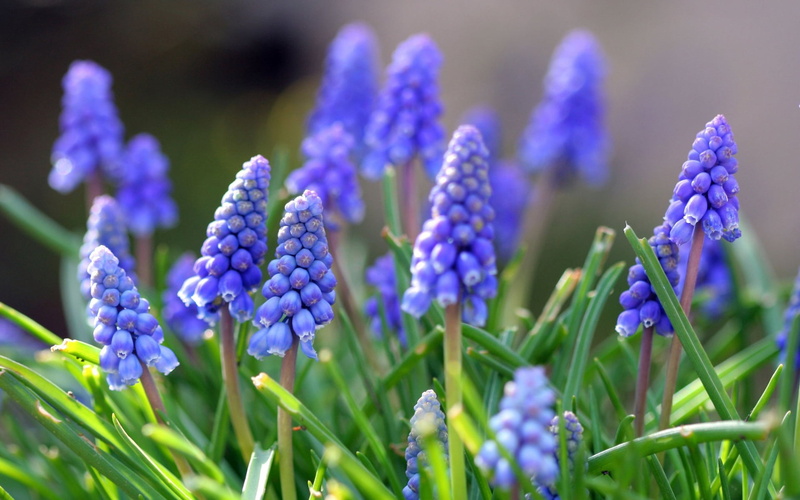 grass, grape Hyacinth, scented, macro, meadow, field, hyacinths, close-up, fragility, formal Garden, backgrounds, nature, vulnerability, petal, freshness