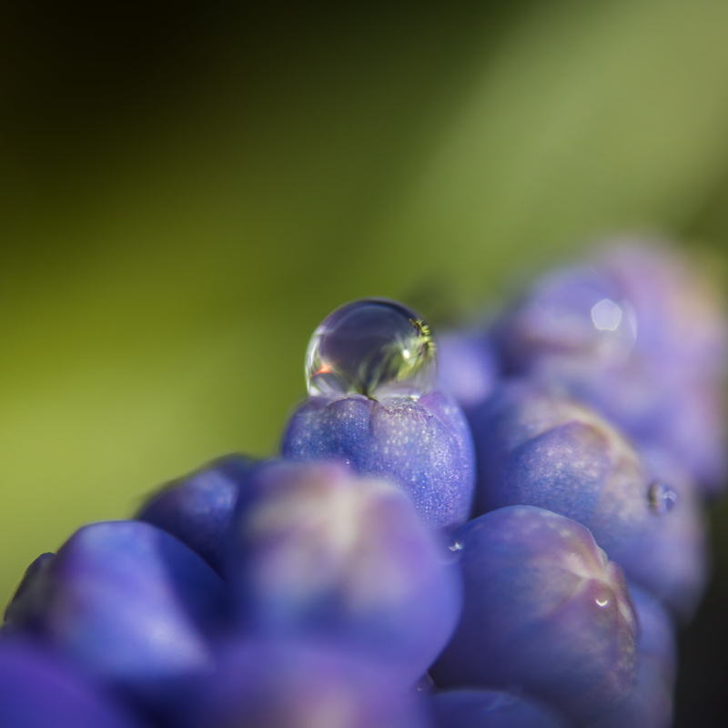 muscari, droplet, ri, fruit, eau, pleure, flower, close-up, purple flower, freshness, photography, nature, de, 2K, et, musca, goutte, blue  water, le