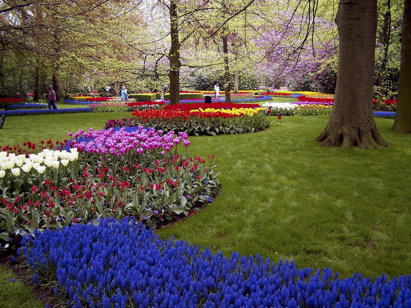 muscari, green Color, tulip, purple, park, plant, painting, color Image, flowers, tree, nature, season, park - Man Made Space, garden, petal, tree trunk