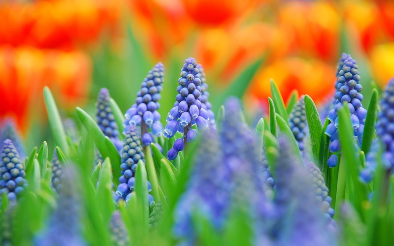 Flowers, Blurred, Photography, Blue, green, leaves, 1080P, Muscari