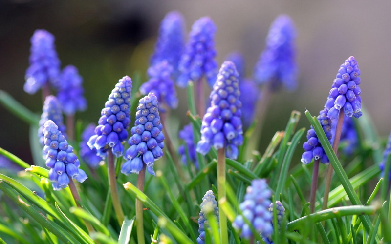natura, 1080P, nature and landscapes, szfirki, muscari, mili, kwiaty, piekne