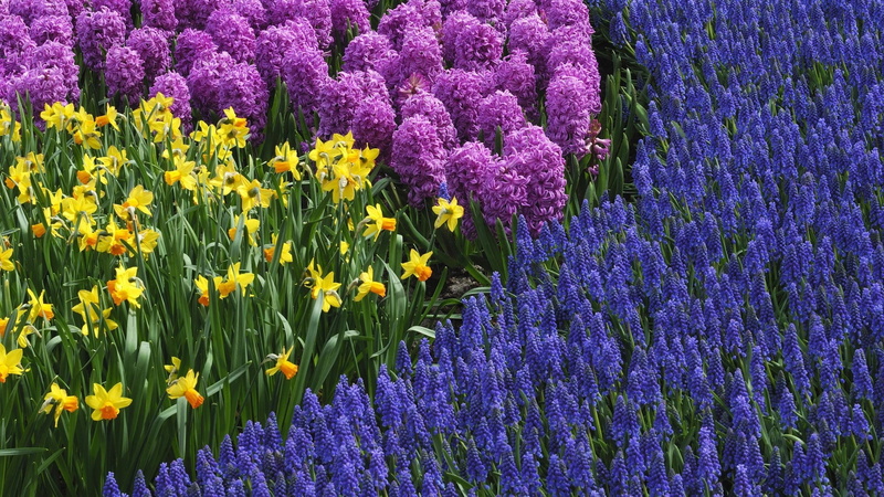 flower, blue, muscari, daffodils, bed, beauty In Nature, nature, close-up, season, botany, petal, freshness, leaf, springtime, flowerbed, flowers, scented