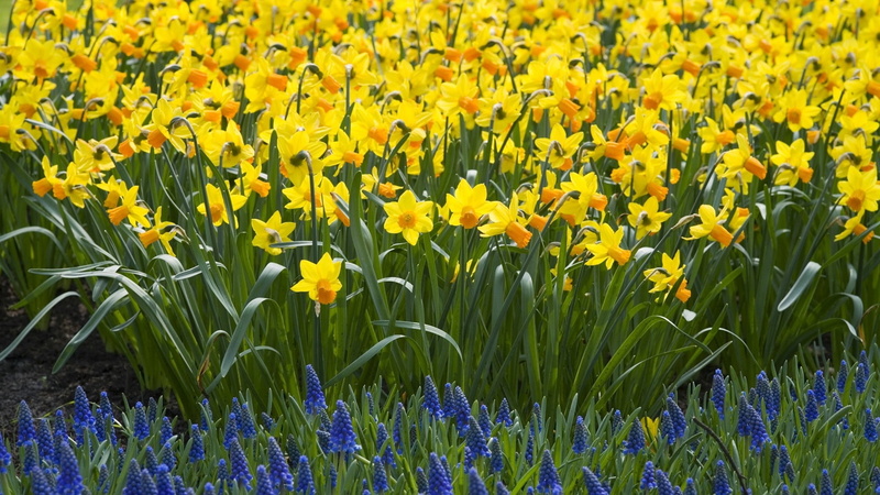 netherlands, petal, yellow, plant, abundance, flowerbed, stem, daffodils, season, green, leaf, colors, field, blossom, day, flower, outdoors, blue, freshness