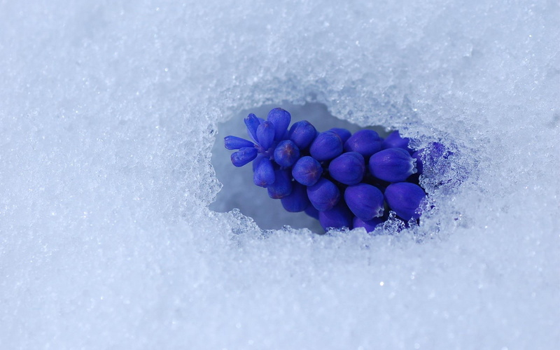 1080P, nature and landscapes, winter, snow, muscari, grapes