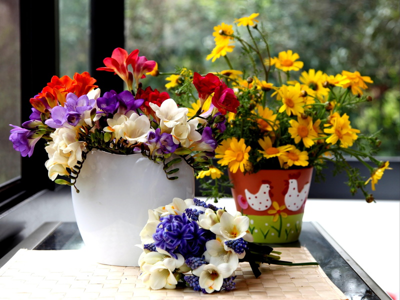 no People, color, flower Head, flower arrangement, close-up, freshness, softness, backgrounds, vulnerability, nature, hyacinths, arrangement, muscari, springtime