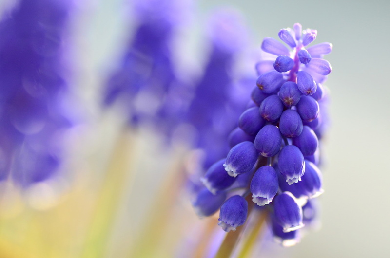 motion blur, 1080P, Muscari, Macro, flowers, blue