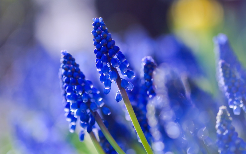 Blurred, Muscari, close, 2K, Blue, Photography