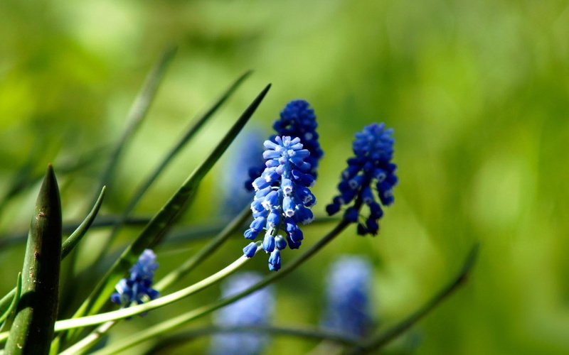 720P, nature, muscari, flowers, blue, hyacinth, grape