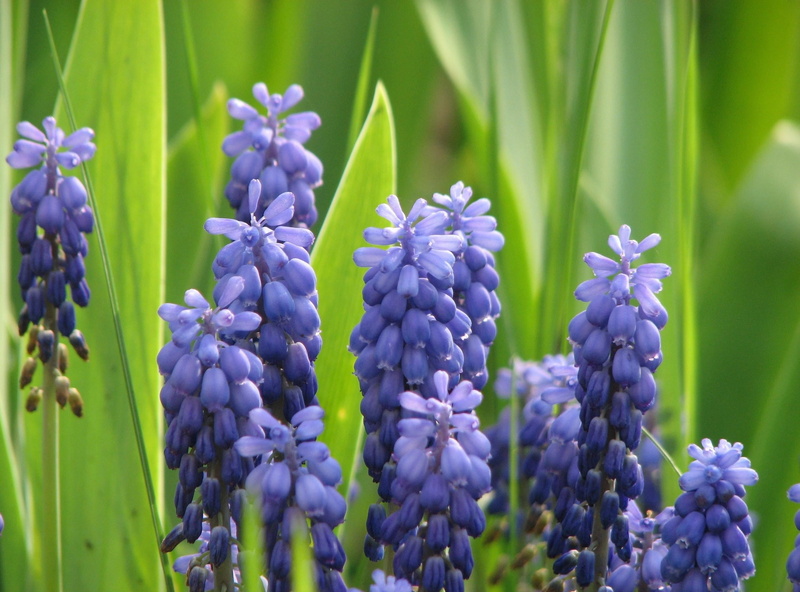 purple, plant, season, petal, vulnerability, greens, fragility, backgrounds, flower, field, hyacinth, flower Head, flowerbed, freshness, multi Colored
