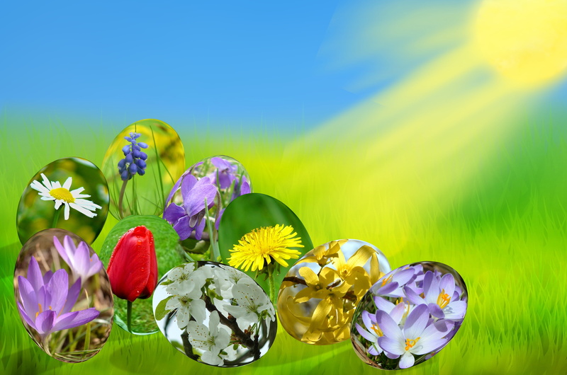 studio shot, vibrant color, sun, blue background, 4K, grass, flowering plant, green Color, flower, forsythia, yellow, backgrounds, close-up, muscari, copy space