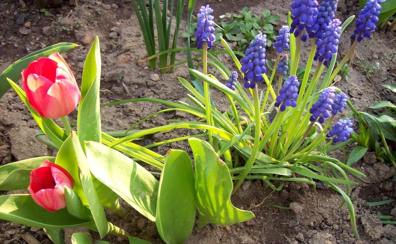 spring, no People, stem, muscari, crocus, vulnerability, tulips, formal Garden, 1080P, yellow, springtime, flower, beauty In Nature, red, plant part, flower Head